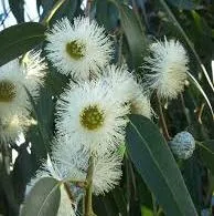 Eucalyptus Essential Oil Blue Mallee 4